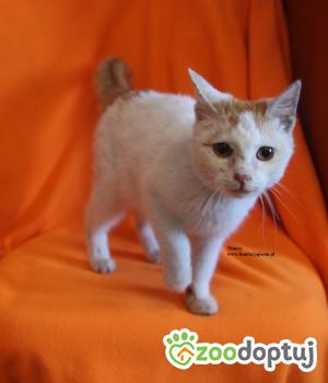 Do adopcji Nowy Dwór Mazowiecki