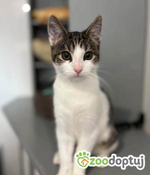 Do adopcji Olsztyn