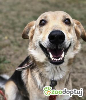 Do adopcji Zgierz