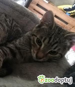 Do adopcji Cieszyn