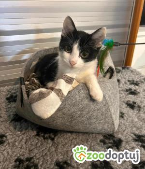 Do adopcji Myślenice