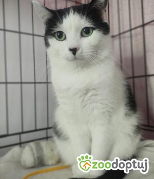 Do adopcji Poznań