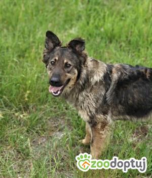 Do adopcji Zgierz