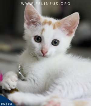 Do adopcji Rzeszów