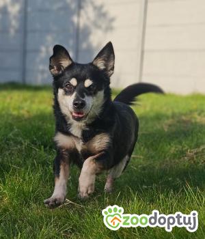 Do adopcji Stalowa Wola