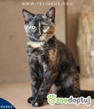 Do adopcji Rzeszów