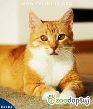 Do adopcji Rzeszów