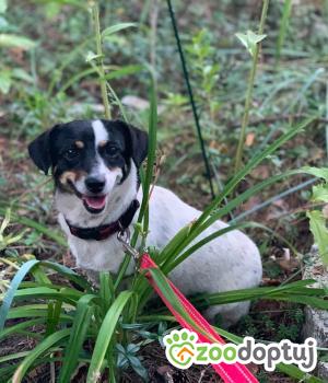 Do adopcji Mielec