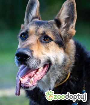 Do adopcji Głogów