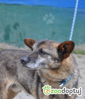 Do adopcji Nowy Dwór Mazowiecki