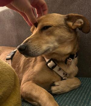 Do adopcji Białobrzegi