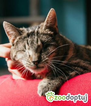 Do adopcji Świebodzice