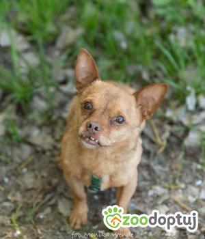 Do adopcji Myślenice