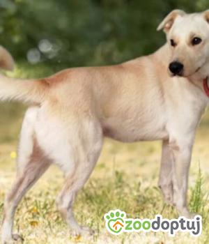 Do adopcji Września