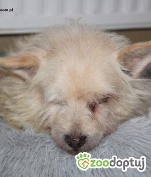 Do adopcji Nowy Dwór Mazowiecki