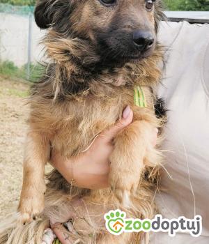 Do adopcji Łódź
