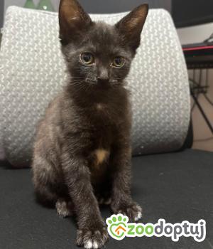 Do adopcji Cieszyn