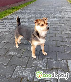 Do adopcji Mielec