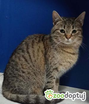 Do adopcji Radziejów