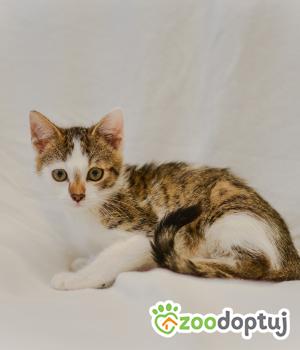 Do adopcji Mielec