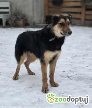 Do adopcji Zgierz