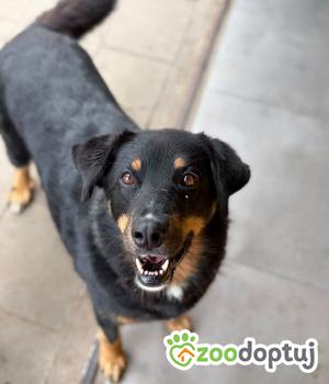 Do adopcji Warszawa