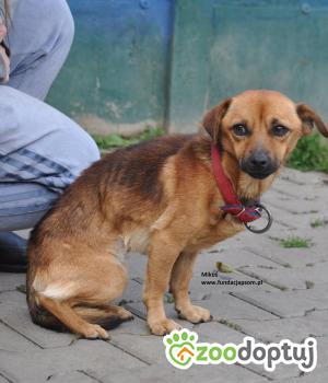 Do adopcji Nowy Dwór Mazowiecki