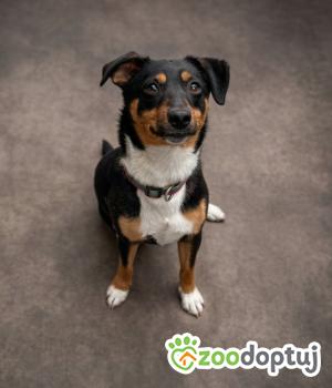 Do adopcji Nowy Tomyśl