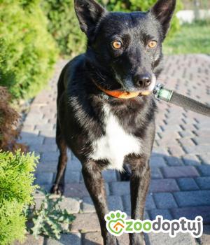 Do adopcji Poznań