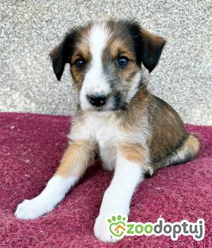 Do adopcji Wieluń