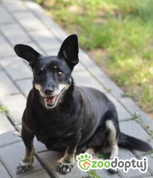 Do adopcji Mielec