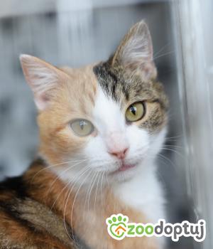 Do adopcji Toruń