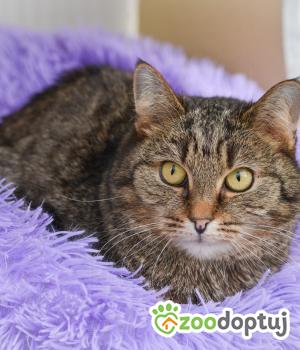 Do adopcji Mielec