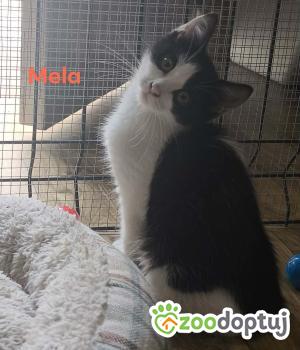 Do adopcji Nowy Tomyśl