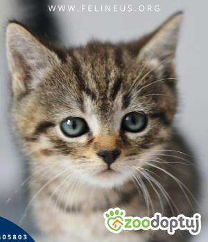 Do adopcji Rzeszów