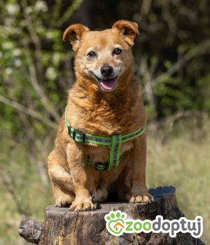 Do adopcji Sompolno