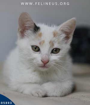 Do adopcji Rzeszów