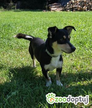 Do adopcji Zgierz
