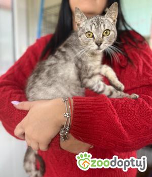 Do adopcji Łódź