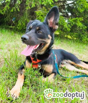 Do adopcji Sochaczew