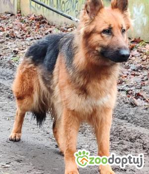 Do adopcji Zgierz