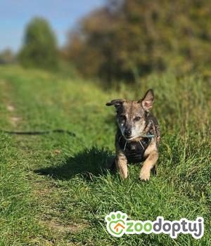 Do adopcji Stalowa Wola