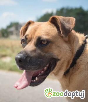 Do adopcji Warszawa