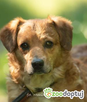 Do adopcji Myślenice