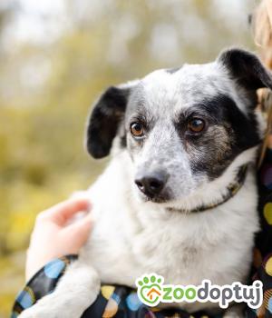 Do adopcji Warszawa