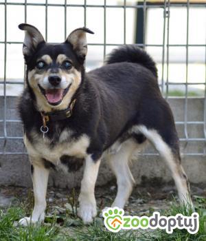 Do adopcji Mielec