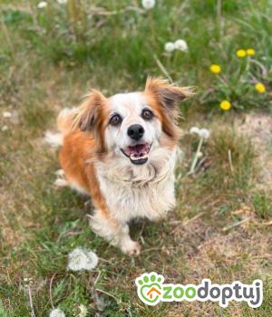 Do adopcji Warszawa