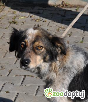 Do adopcji Nowy Dwór Mazowiecki