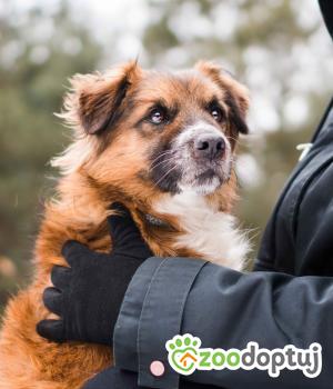 Do adopcji Sompolno