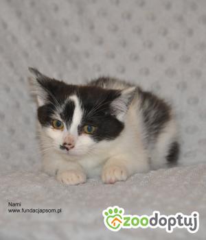 Do adopcji Nowy Dwór Mazowiecki